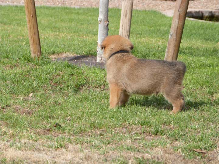 chinook dog